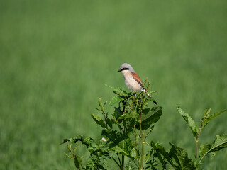 Neuntöter (Laius collurio)   