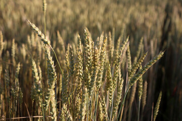 Green ears of unripe wheat. Cultivation of wheat.