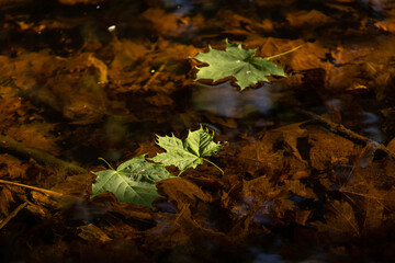 Autumn, a pond with clear water in close-up. Maple leaves floating on the water.
