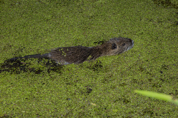 River otter. Natural habitat. Young otter swimming, 