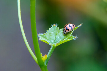 Adults of Micraspis discolor (Fabricius) attach to young leaves of gourd plants. It has shiny...