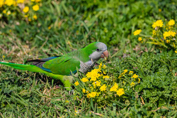 green parrot and yellow flowers