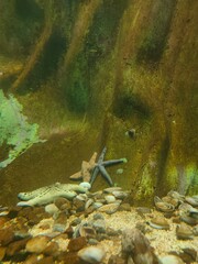 captivating photo of a starfish taken from India, showcasing its intricate details and vibrant colors. The image captures the starfish in its natural marine environment, highlighting the unique textur