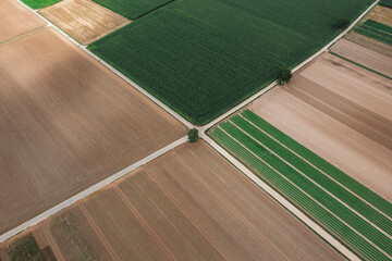 Aerial image of corn and wheat field with crossroads. Freckenfeld, Germany