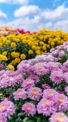 A close-up image of pink and yellow chrysanthemums blooming against a blue sky with white clouds