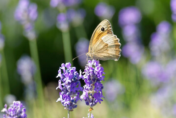 Meadow brown (maniola jurtina) butterfly perched on lavender in Zurich, Switzerland