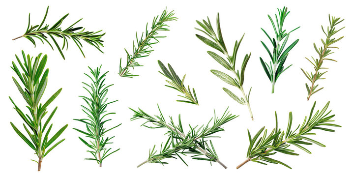 Collection of Rosemary twig and green leaves for garnish food menu isolated on background, flat lay of fresh vegetable herb.