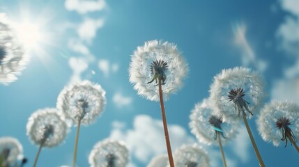 Obraz premium Dandelions against blue sky. White dandelions against a sunny blue sky with fluffy clouds, perfect for nature and springtime themes.