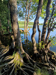 Tree in the forest by the lake in summer afternoon time sunlight.
