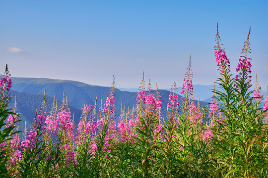 Meadow of vibrant pink wildflowers Chamaenerion angustifolium (fireweed, rosebay willowherb) in a serene and picturesque summer mountain landscape.