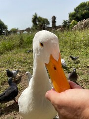 Papera che mangia da una mano