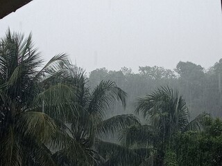 La forte pluie tombe sur les palmiers