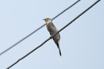 Indian cuckoo or Common Cuckoo