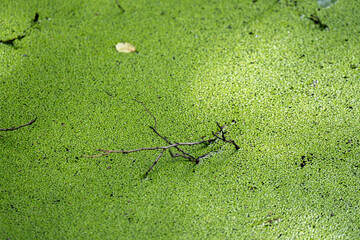 Marsh water covered with duckweed, showcasing the serene beauty of wetlands, natural habitat for wildlife, and the tranquility of a peaceful marshland scene