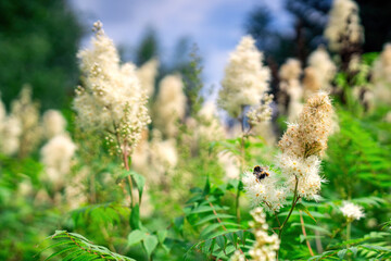bee collecting nectar from a white flower, symbolizing pollination, nature's beauty, and the essential role of bees in floral ecosystems