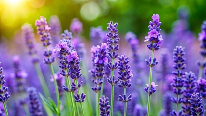 Naklejka premium Close-up Lavender Flowers with Sunlight and Blurred Background