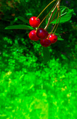 Closeup of Nature view of green leaves and cherry on blurred greenery background in forest. Leave space for letters, Focus on leaf and shallow depth of field. High quality photo