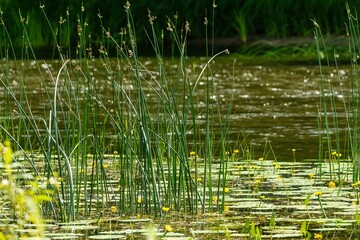 Tall Reeds and Water Lilies in Pond