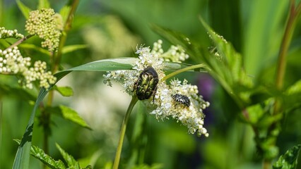 Beetles on White Blossoms in Greenery