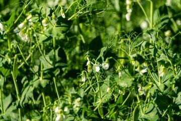 Lush Green Pea Plants in Bloom