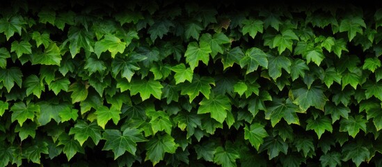 Obraz premium A natural wallpaper featuring ivy leaves and wild green grapes with copy space image, suitable for decorating garden hedges or yards with Parthenocissus quinquefolia vines.