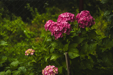 Pink hydrangea, close-up. Flowering bush. Huge hydrangea in the front garden. Flowering purple and pink hydrangea. High quality photo