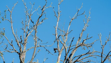 Bare Tree Branches Against Clear Blue Sky