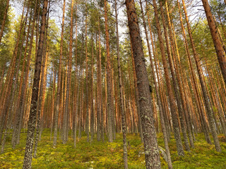 Obraz premium Coniferous forest on a late summer day in the rays of the setting sun. Pines. Tree trunks. Sunset in the woods.