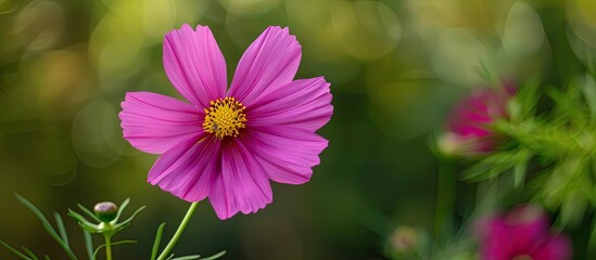 Obraz premium A pink cosmos flower adding charm to the copy space image.