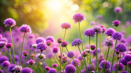Fototapeta premium Purple Globe Allium Flowers in a Field of Sunlight