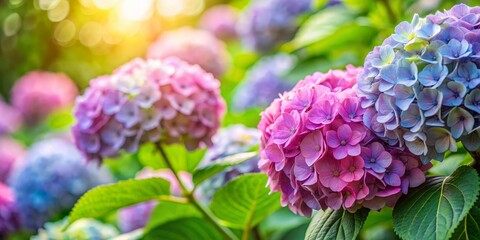 Fototapeta premium Stunning hydrangea in bloom amidst verdant garden greenery. Eye-catching banner image with ample copyspace for messaging nature, floral, summer, vibrant, beautiful.