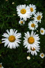 Daisies on a green grasses background in a meadow in summer afternoon time sunlight.