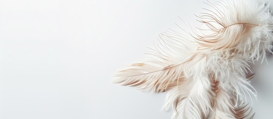 Soft, feathery bird plumes against a blank white backdrop, providing room for text in this copy space image.