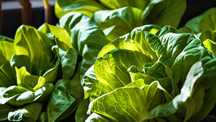 Butterhead lettuce, 16:9 with copyspace, 300 dpi