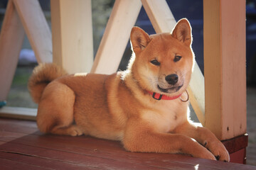 Shiba Inu puppy lies on the veranda