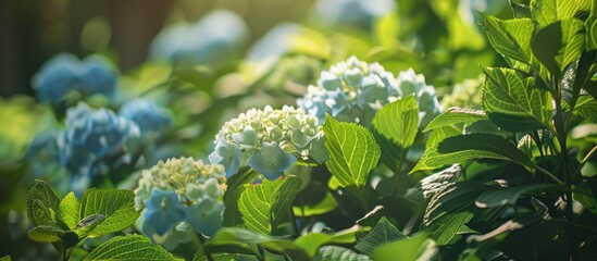 Hydrangea in its early summer bloom, surrounded by vibrant foliage, could be the focal point of a picturesque garden or a charming copy space image.