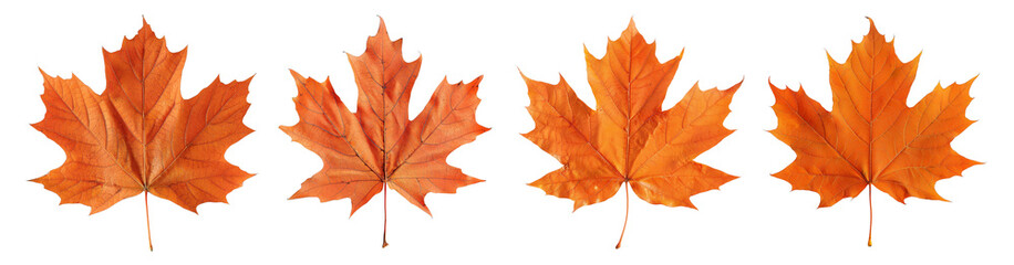 Maple leaf design elements cutout set isolated on transparent background, leaves orange seasonal yellow