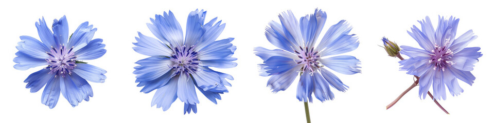 Chicory flower design elements cutout set isolated on transparent background, bright fresh herbal