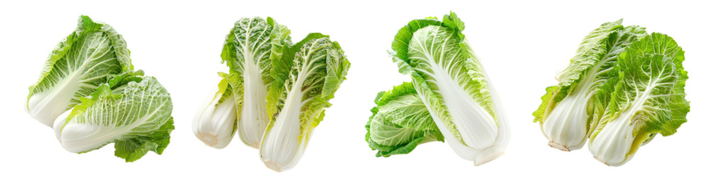 Fresh napa cabbages isolated on transparent background, stir-fry vegetable ferment preserve
