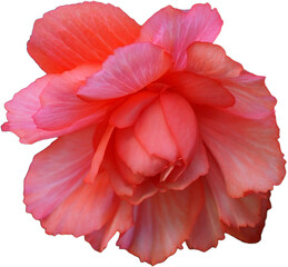 The splendor and vibrant colors of a pink begonia flower