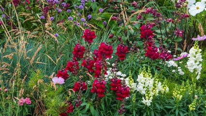 Colorful Flower Bed with Red Snapdragons