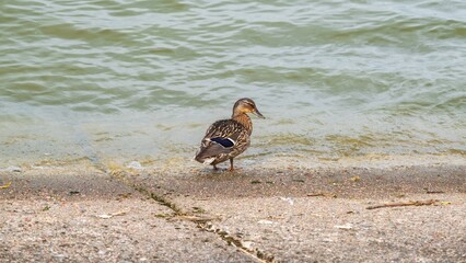 Duck Standing on Lakeshore