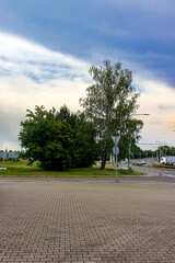 Obraz premium Tree and bushes in the city. City environment. In the background, an intersection with traffic lights and passing cars.