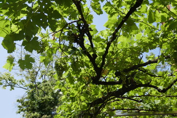 bunches of grapes 