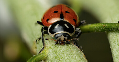 ladybird on a leaf