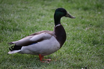 Duck in park in Dublin