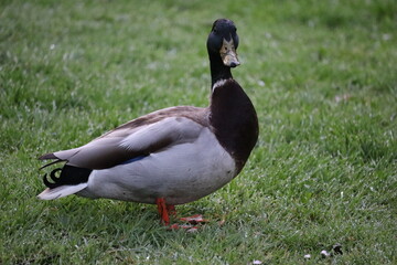 Duck in park in Dublin