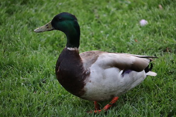 Duck in park in Dublin