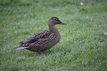Duck in park in Dublin