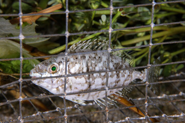 Fish caught in a fish trap